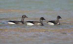 Brant Goose