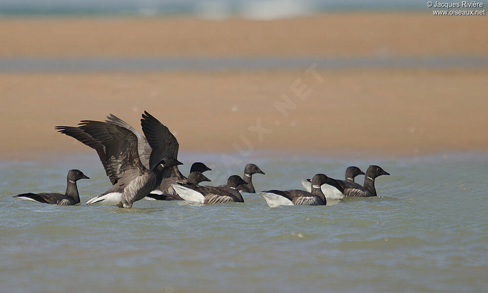 Brant Gooseadult