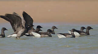 Brant Goose