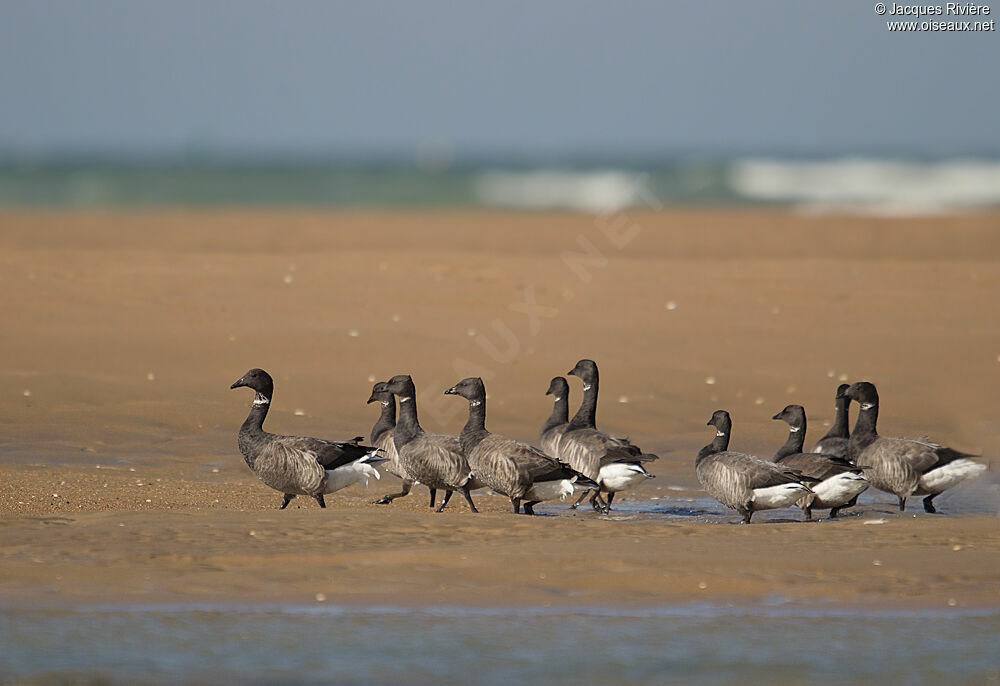 Brant Gooseadult