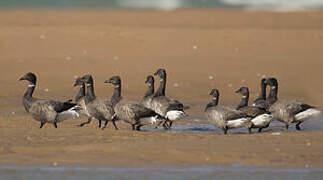 Brant Goose