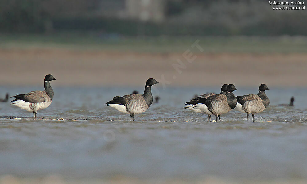 Brant Gooseadult post breeding