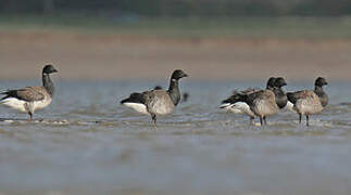 Brant Goose