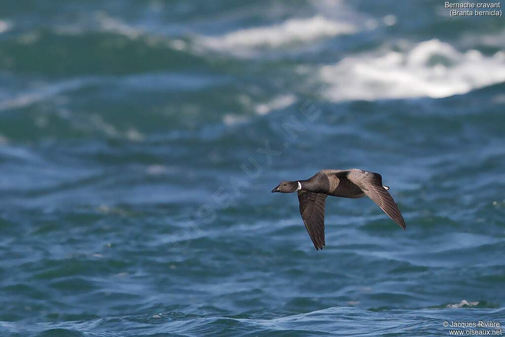 Brant Gooseadult breeding, Flight