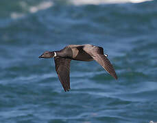 Brant Goose