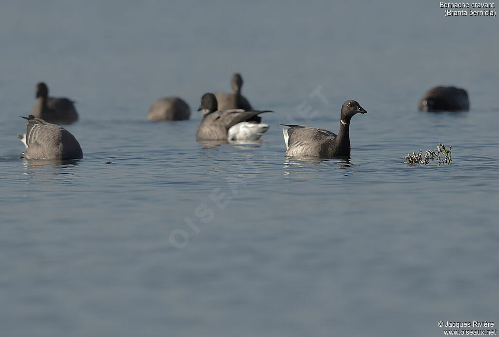 Brant Goose, swimming