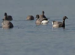 Brant Goose