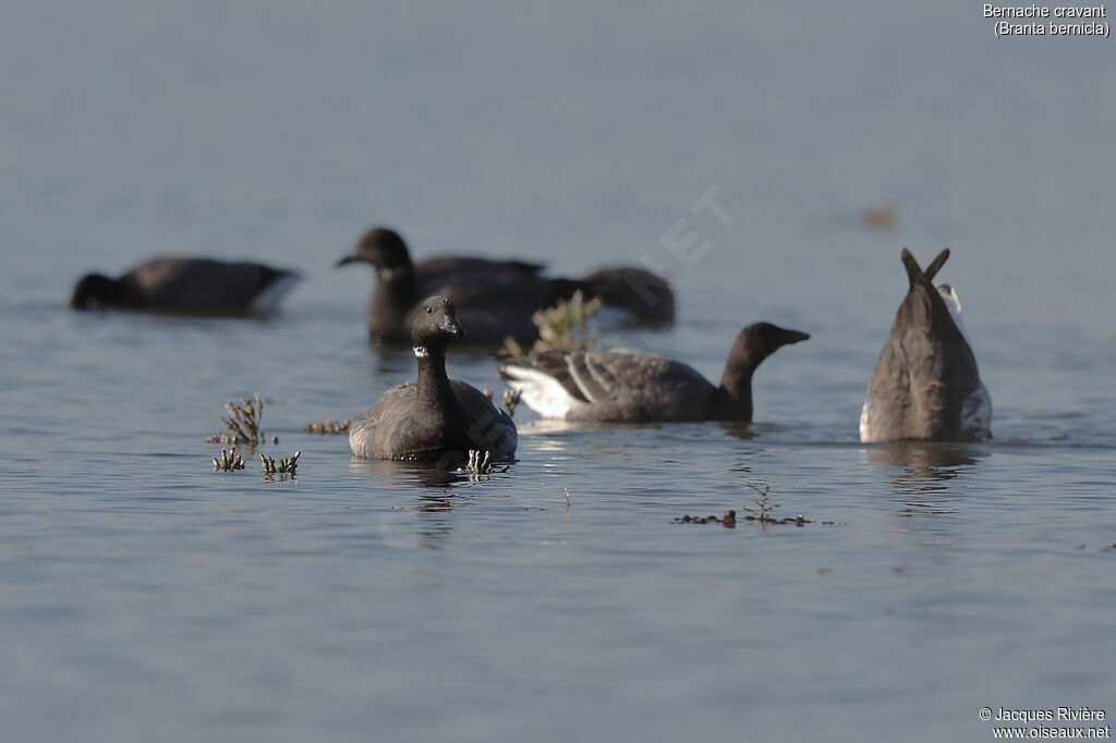 Brant Goose