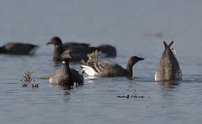 Brant Goose