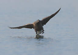 Brant Goose