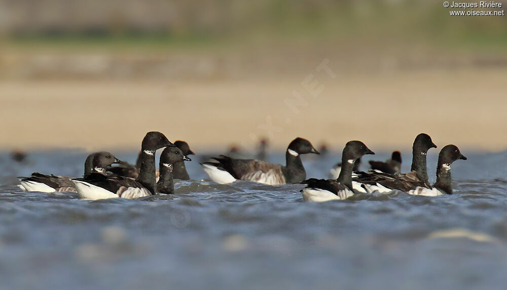 Brant Gooseadult post breeding