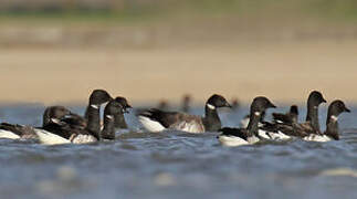 Brant Goose