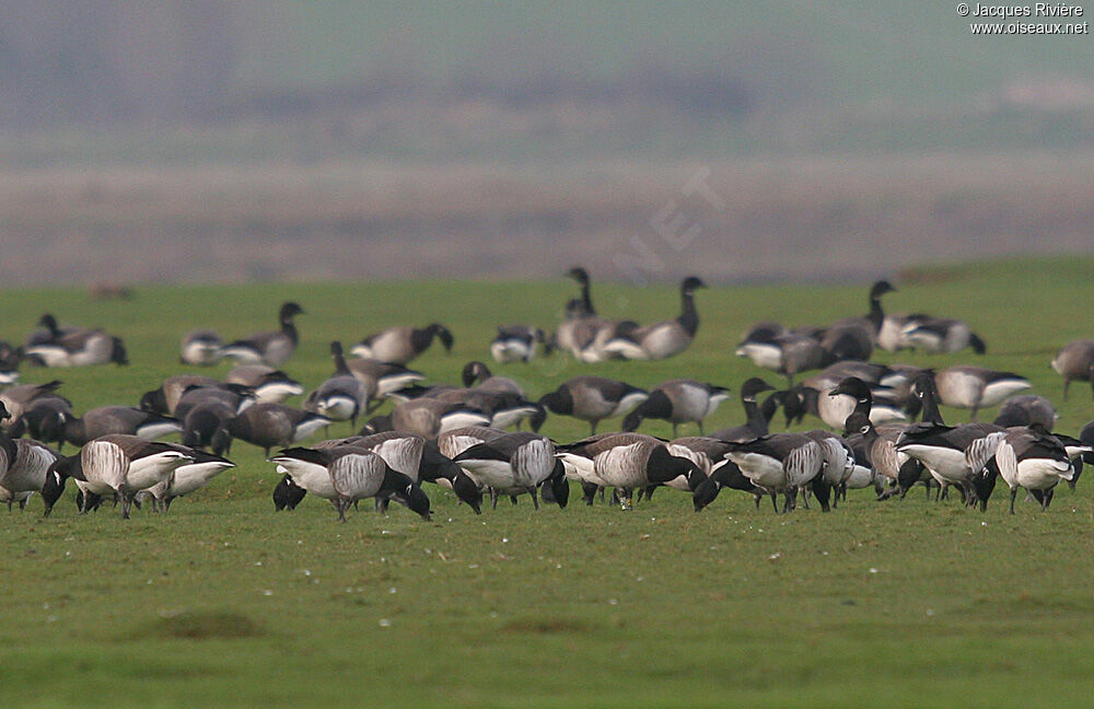 Brant Gooseadult post breeding