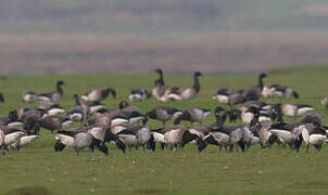 Brant Goose