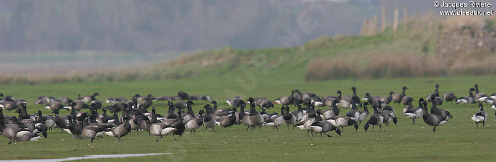 Brant Gooseadult post breeding