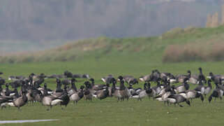 Brant Goose