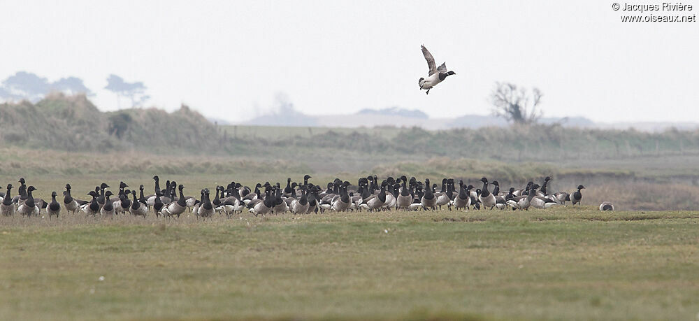 Brant Gooseadult post breeding