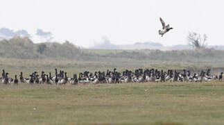 Brant Goose