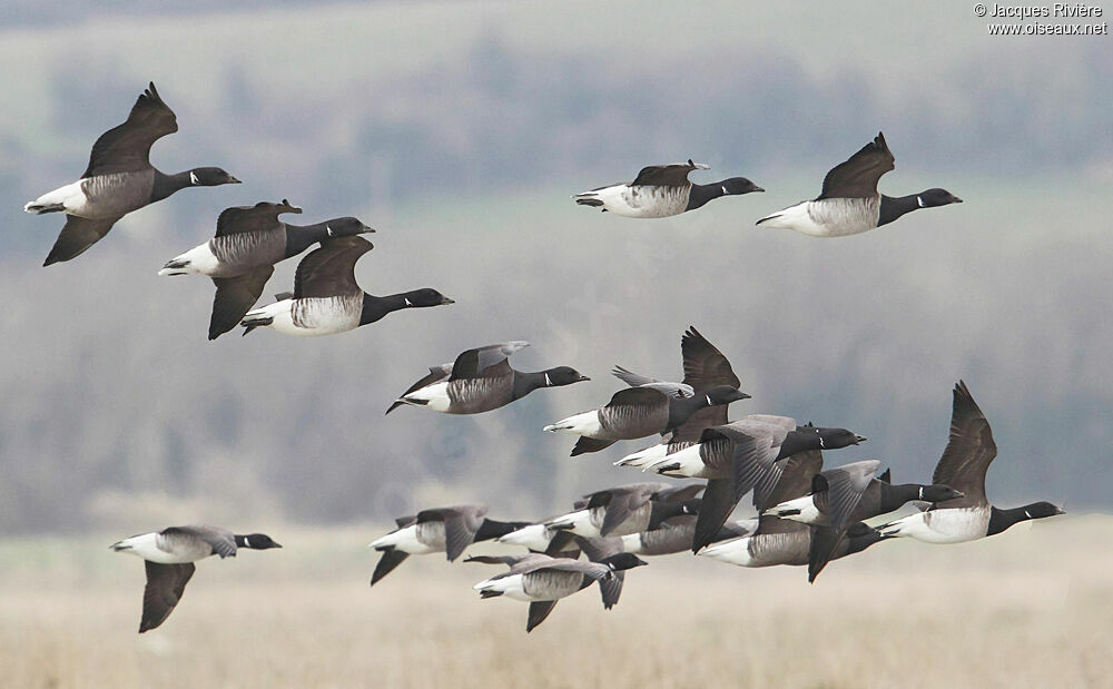 Brant Gooseadult post breeding, Flight