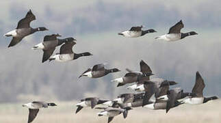 Brant Goose