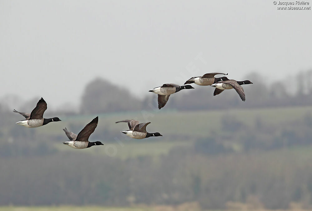 Brant Gooseadult post breeding, Flight