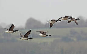 Brant Goose