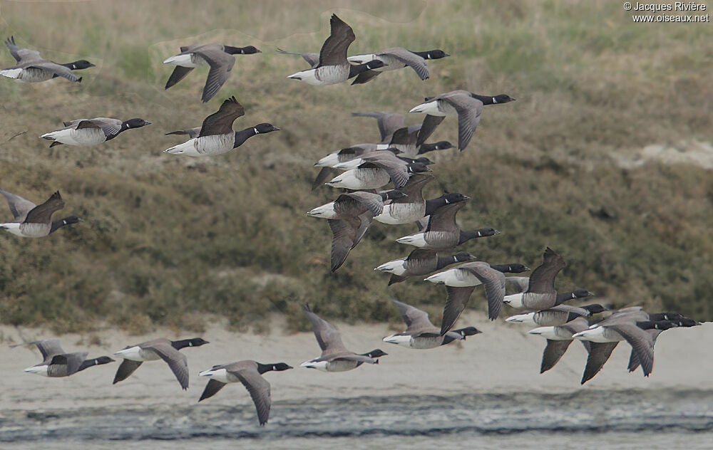 Brant Gooseadult post breeding, Flight