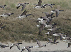 Brant Goose