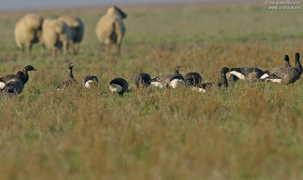 Brant Gooseadult post breeding