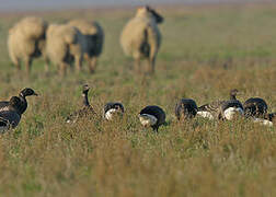 Brant Goose