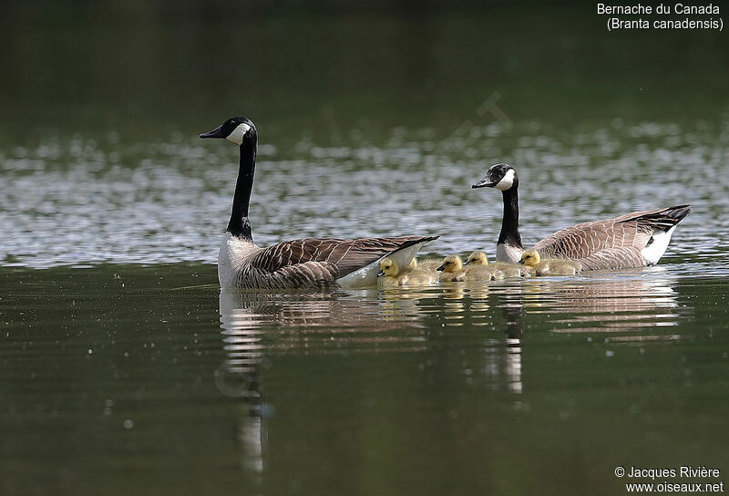 Canada Goose, identification, swimming, Reproduction-nesting