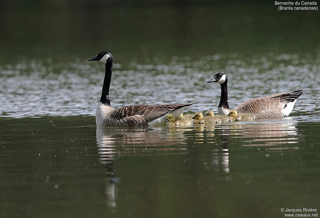 Canada Goose, identification, swimming, Reproduction-nesting