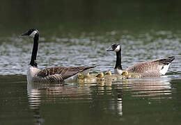 Canada Goose