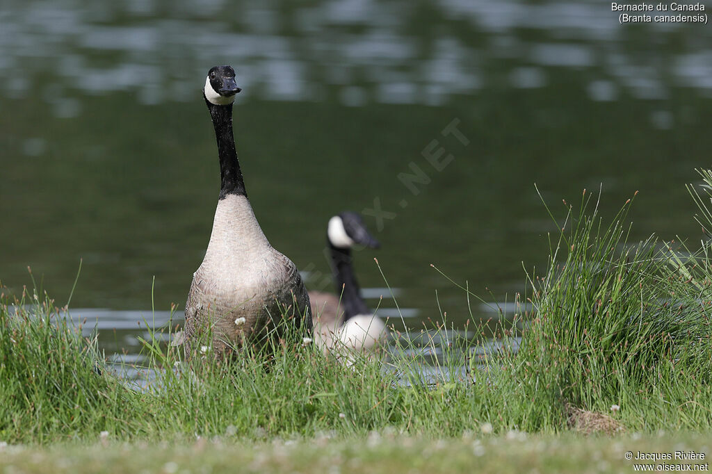 Canada Gooseadult breeding