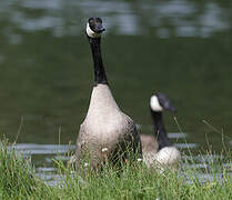 Canada Goose