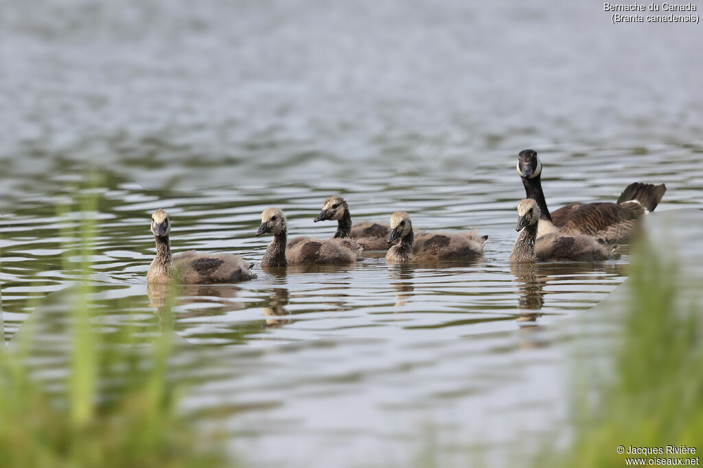 Canada Goose, swimming