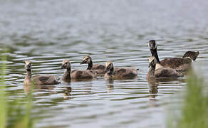 Canada Goose