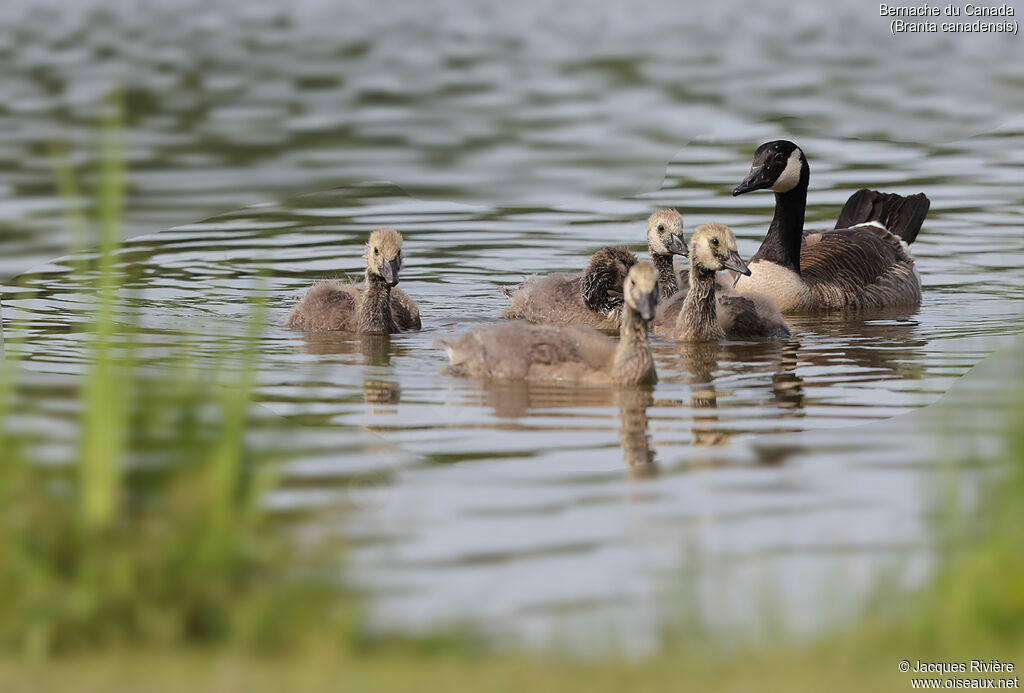 Canada Goose, swimming