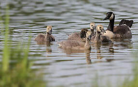 Canada Goose