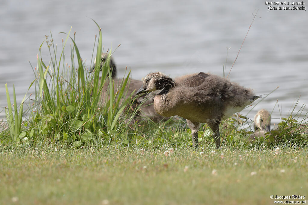 Canada Goosejuvenile, identification