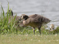 Canada Goose