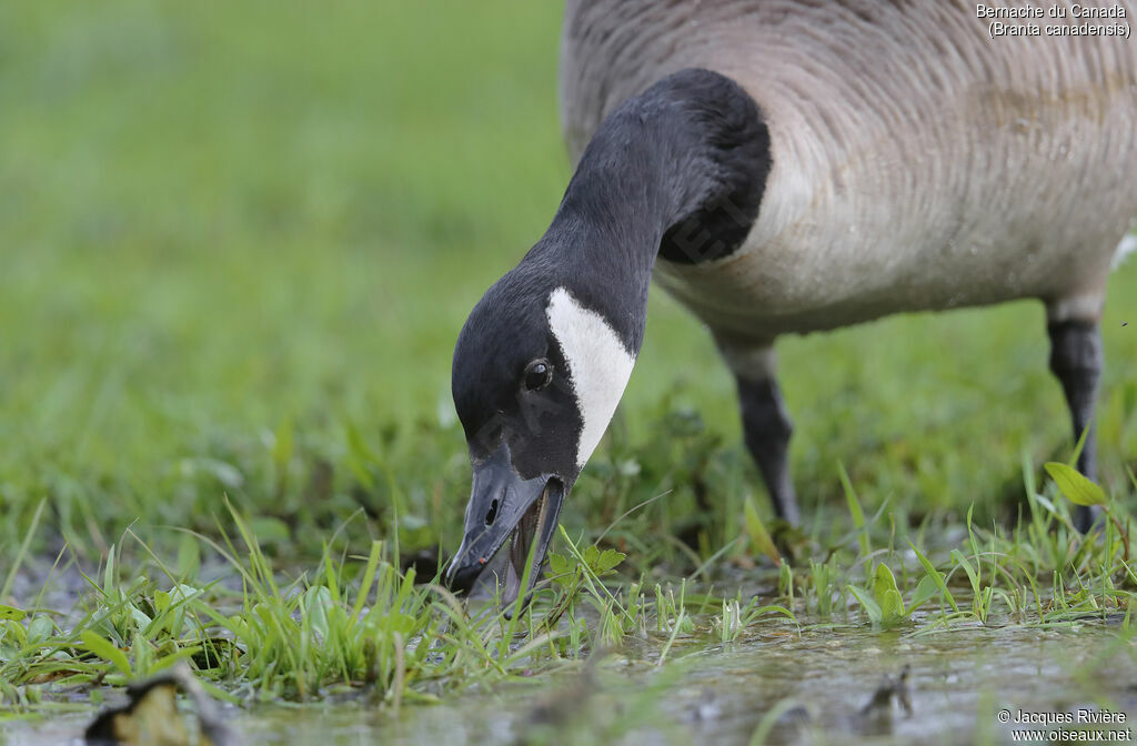 Bernache du Canadaadulte nuptial, identification, mange