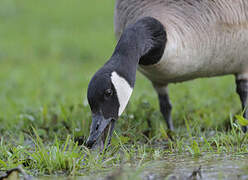 Canada Goose