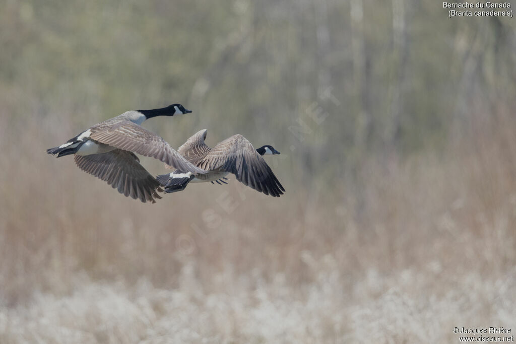 Canada Gooseadult, Flight