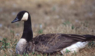 Canada Goose