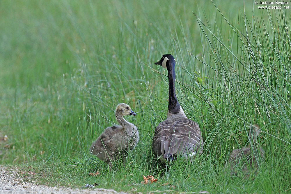 Canada GooseFirst year, Reproduction-nesting