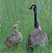 Canada Goose