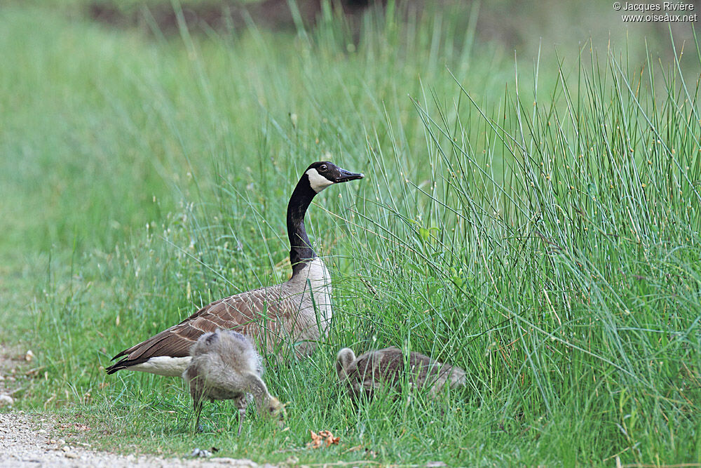 Canada Gooseadult breeding, Reproduction-nesting