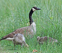 Canada Goose