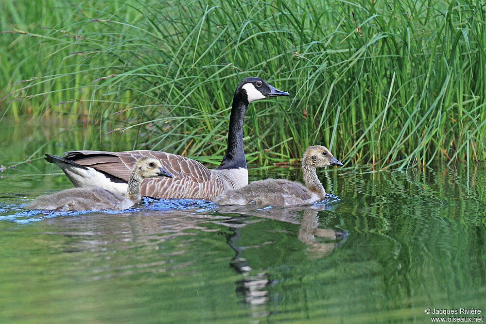 Canada GooseFirst year, Reproduction-nesting